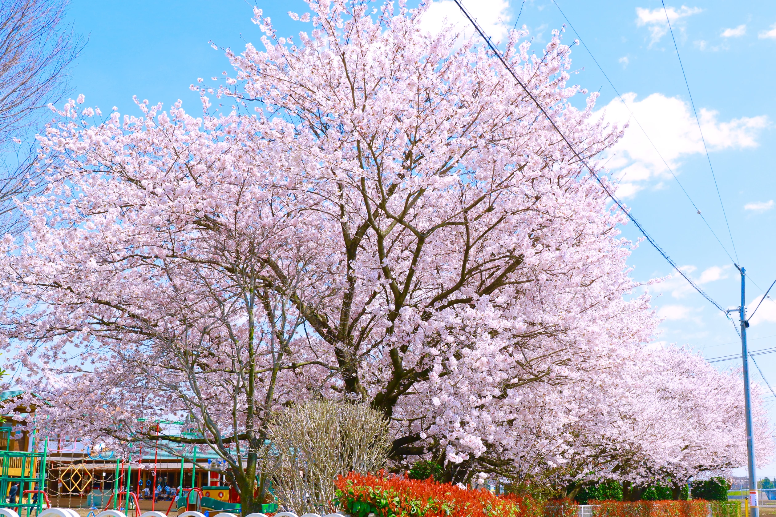 ご入園おめでとうございます