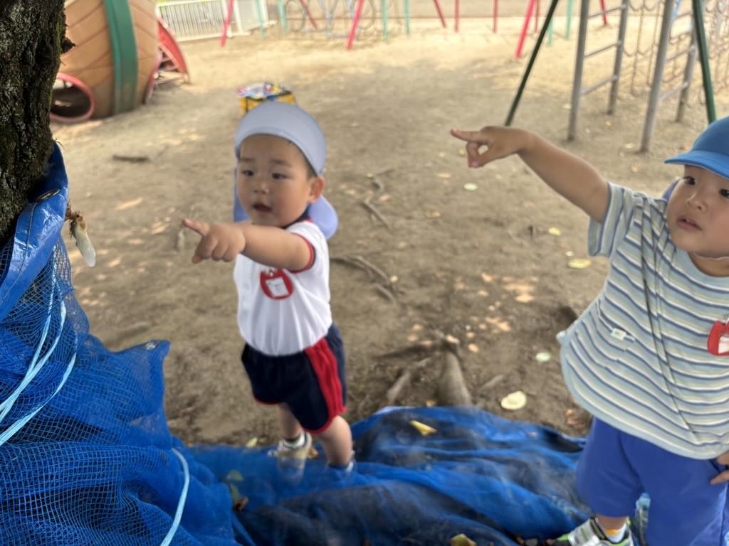 セミの羽化