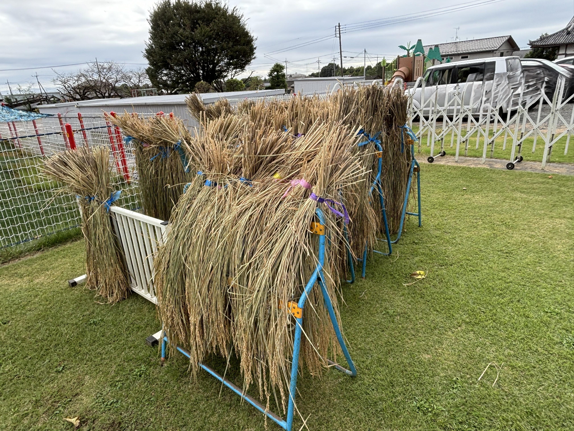 🌾年長組・脱穀🌾